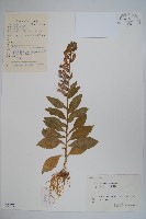 江南山梗菜藏品圖，第1張