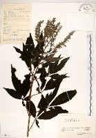 黃荊藏品圖，第1張