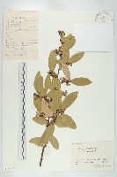 胡頹子藏品圖，第1張