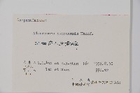 湖南沙參、寬裂沙參藏品圖，第2張