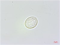 長白苧麻藏品圖，第2張