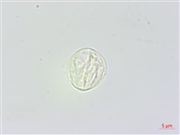 長白苧麻藏品圖，第3張