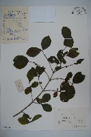 下江忍冬藏品圖，第1張