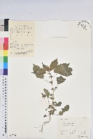 鐵莧菜藏品圖，第1張