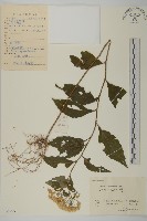 山白蘭藏品圖，第1張