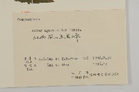 山白蘭藏品圖，第3張