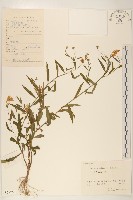 雞兒腸藏品圖，第1張