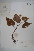 秋海棠藏品圖，第1張