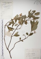 絡石藏品圖，第1張