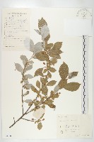 木半夏藏品圖，第1張