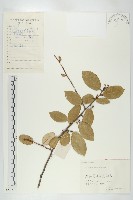 胡頹子藏品圖，第1張