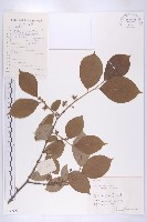 油柿藏品圖，第1張