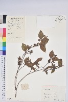 唐杜鵑、大屯杜鵑、中原氏杜鵑藏品圖，第1張