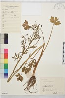 石龍芮藏品圖，第1張