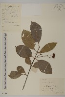 厚葉衛矛, 源一木藏品圖，第1張