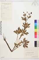 茴茴蒜藏品圖，第1張