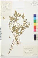 還亮草藏品圖，第1張