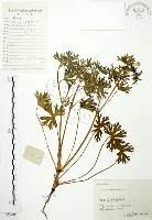 野老鸛草藏品圖，第1張