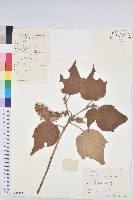 白背葉藏品圖，第1張