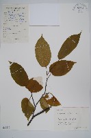 八角楓藏品圖，第1張