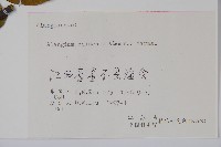 八角楓藏品圖，第2張