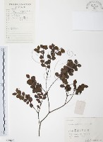 小葉赤楠藏品圖，第1張