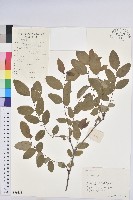 青灰葉下珠藏品圖，第1張