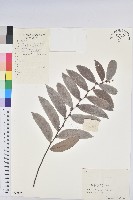 紅毛饅頭果藏品圖，第1張