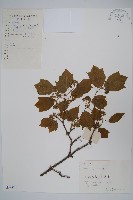 三角楓藏品圖，第1張