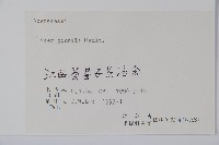 華北茶條槭藏品圖，第2張