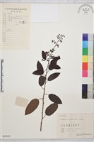 多花勾兒茶, 多花黃鱔藤藏品圖，第1張