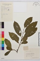 凍綠藏品圖，第1張