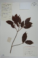 冬青藏品圖，第1張