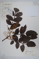 鹽膚木藏品圖，第1張