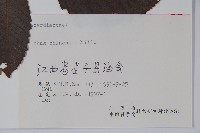 鹽膚木藏品圖，第2張