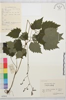 大葉唐松草藏品圖，第1張