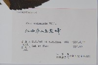 鹽膚木藏品圖，第2張