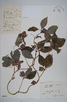 羊乳、四葉參藏品圖，第1張