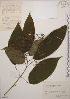 大青藏品圖，第1張