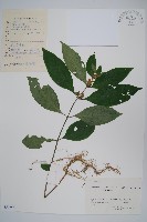 杜根藤藏品圖，第1張