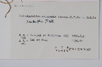 杜根藤藏品圖，第2張