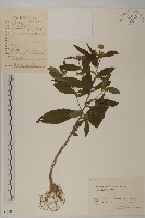 煙管草藏品圖，第1張