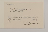 煙管草藏品圖，第3張