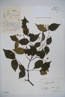 松田氏莢迷、宜昌莢迷藏品圖，第1張