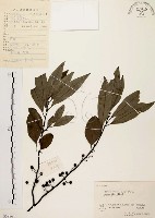 山胡椒藏品圖，第1張