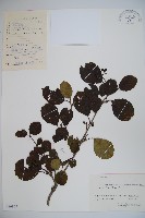 蝴蠂莢迷藏品圖，第1張