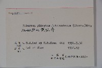 蝴蠂莢迷藏品圖，第2張