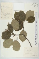 燈臺樹藏品圖，第1張