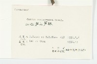 燈臺樹藏品圖，第3張