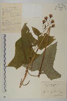 矢鏃葉蟹甲草藏品圖，第1張